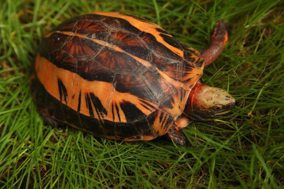 海南闭壳龟是几级保护动物