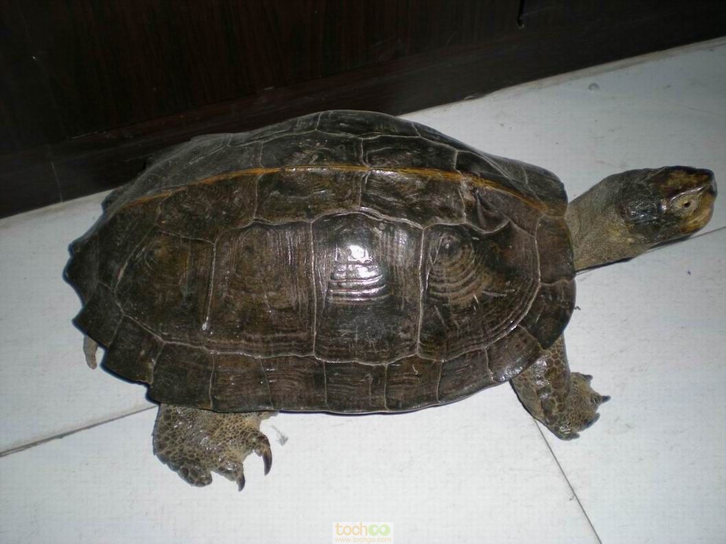 亚洲巨龟是陆龟还是水龟