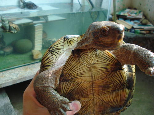 亚洲巨龟繁殖 亚洲巨龟的繁殖方式