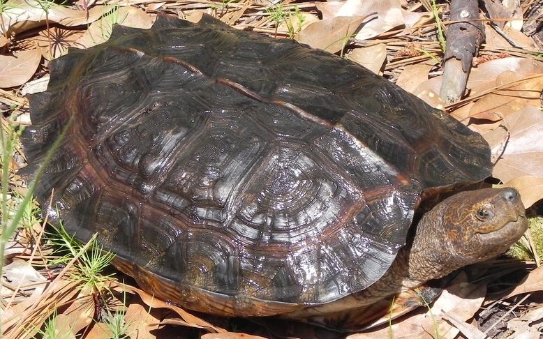 亚洲巨龟能活多少年