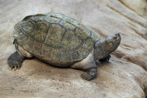 亚洲巨龟寿命*长多少年