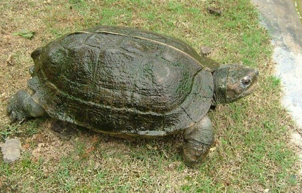 亚洲巨龟怎么分公母 亚洲巨龟公母怎么区分