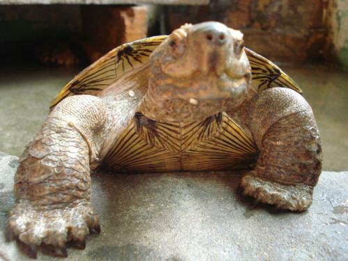 亚洲巨龟不能吃什么
