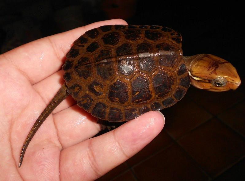 平胸龟繁殖季节
