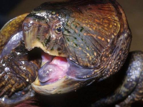 平胸龟能活多久 平胸龟活多久
