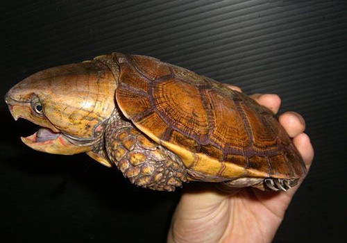 平胸龟是不是保护动物