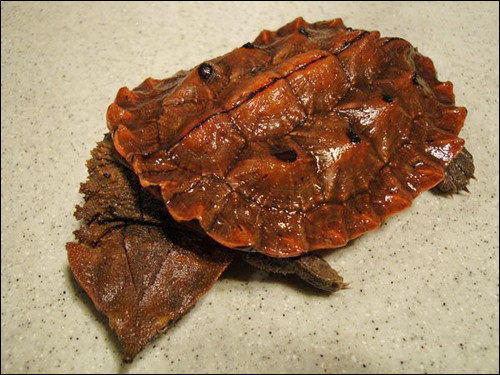 枯叶龟腐甲如何处理 枯叶龟腐皮治疗