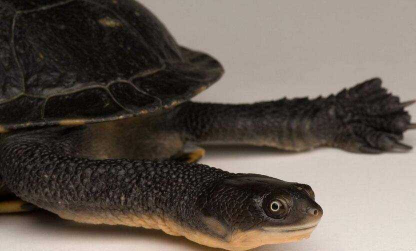 巨蛇颈龟能长多大 巨蛇颈龟能养多大