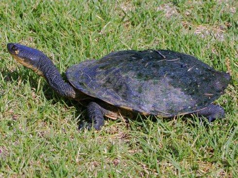 巨蛇颈龟是深水龟吗
