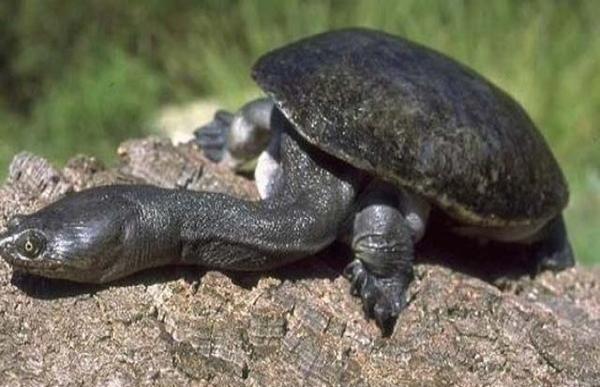 巨蛇颈龟聪明吗