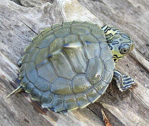 黄斑地图龟人工繁殖