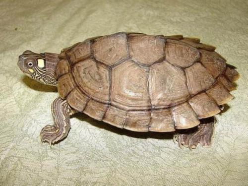 黄斑地图龟饲养方法
