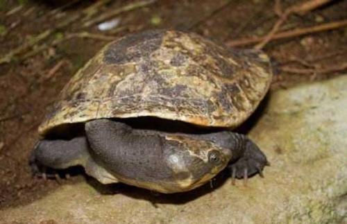 蛇颈龟怎么分公母 蛇颈龟公母怎么区分
