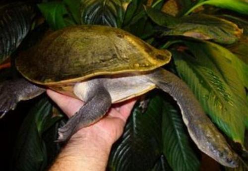 蛇颈龟是深水龟吗