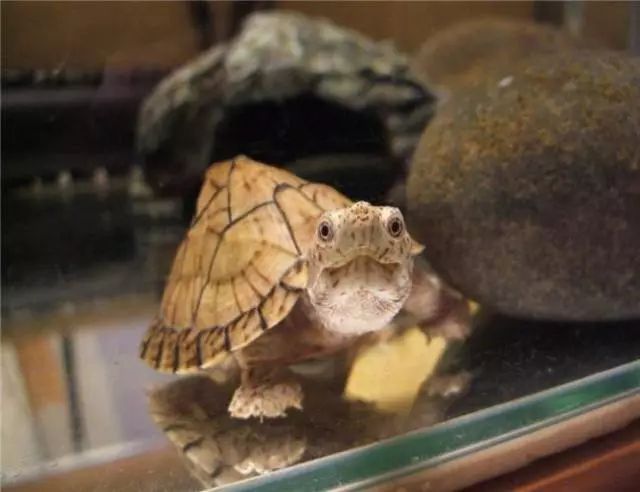 虎纹麝香龟饲养方法
