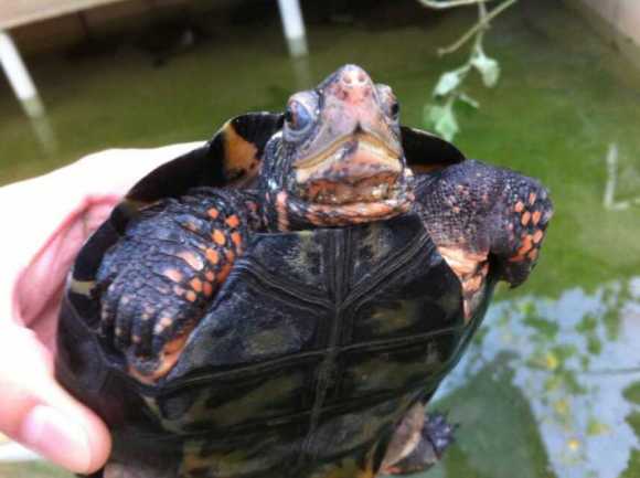 黑颈乌龟能长多大 黑颈乌龟可以长多大