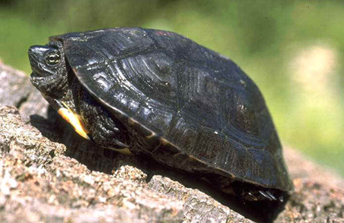 黑颈乌龟寿命 黑颈乌龟的寿命有多长