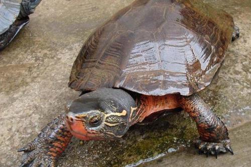 黑颈乌龟是水龟吗