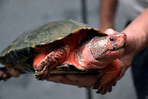 黑颈乌龟怎么看年龄