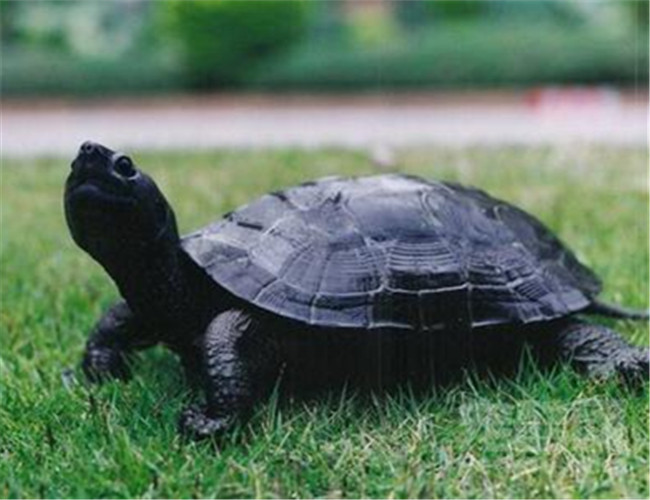 黑颈乌龟是国家几级保护动物