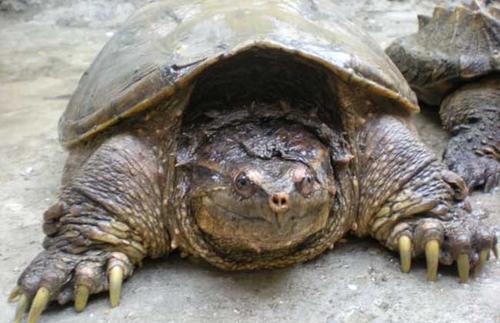 北美拟鳄龟是深水龟吗