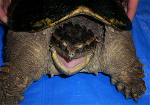 中美拟鳄龟繁殖难度 中美拟鳄龟容易繁殖吗