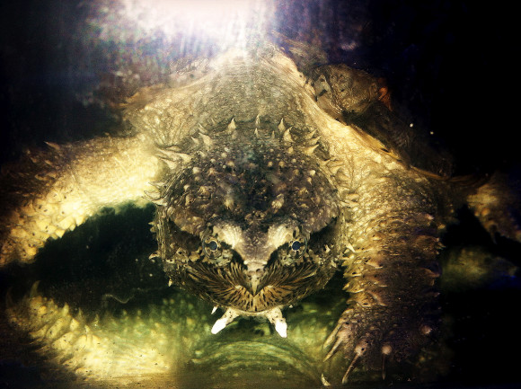 中美拟鳄龟是保护动物吗