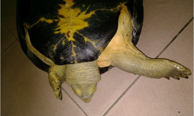 黄头庙龟属水龟还是半水龟