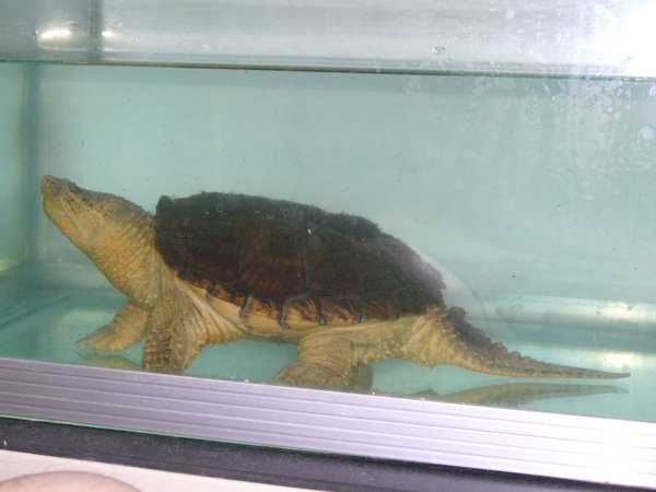 北美拟鳄龟能不能吃海鱼