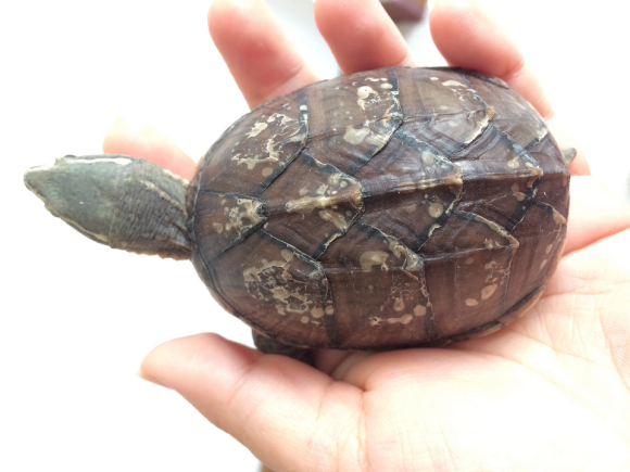 条颈麝香龟几岁成年