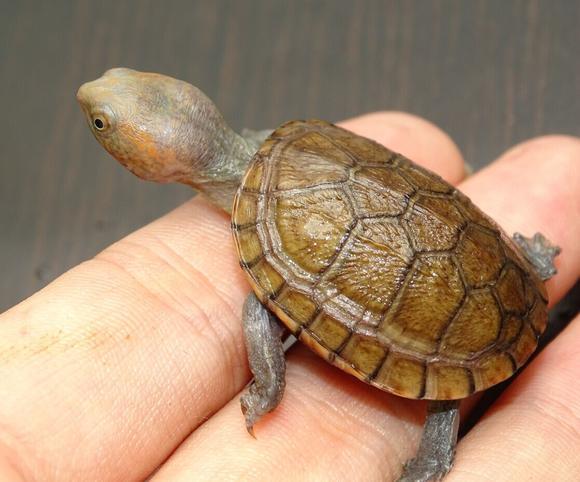 红面泥龟寿命