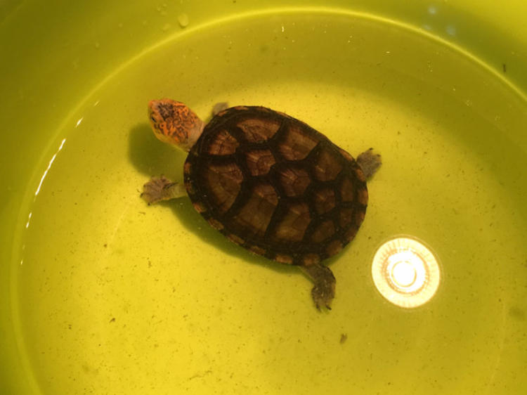红面泥龟能活多久