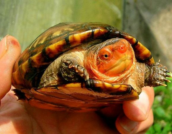 红面泥龟能闭壳吗