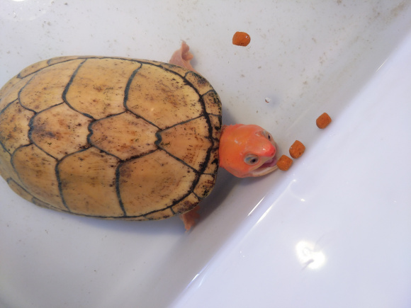 红面泥龟是深水龟吗