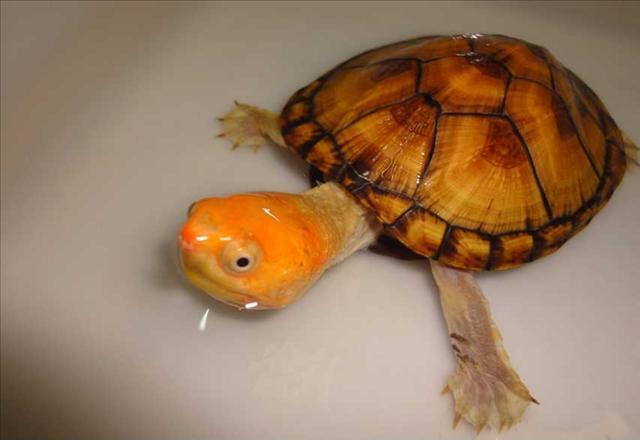 红面蛋龟和白唇蛋龟区别