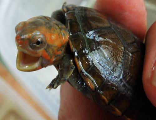 红面蛋龟和白唇蛋龟哪个好养