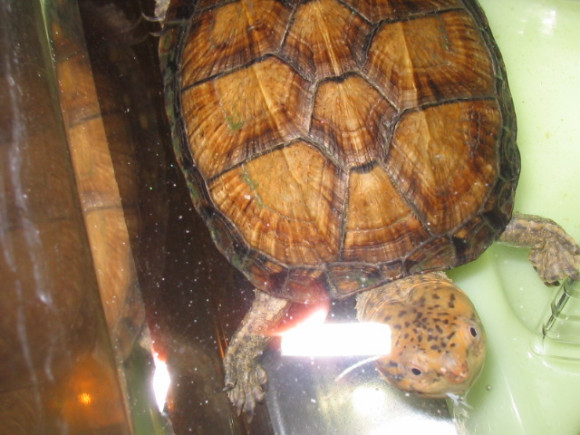 红面蛋龟寿命多少年