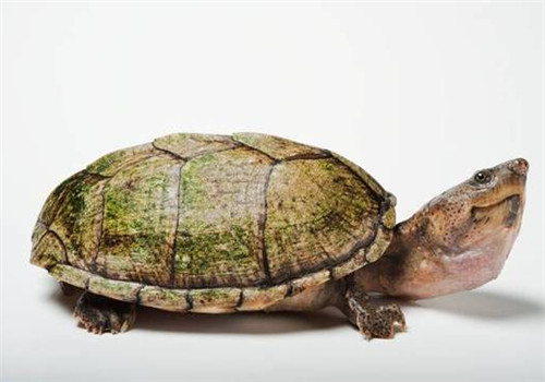 巨头麝香龟分辨公母 巨头麝香龟怎么分公母