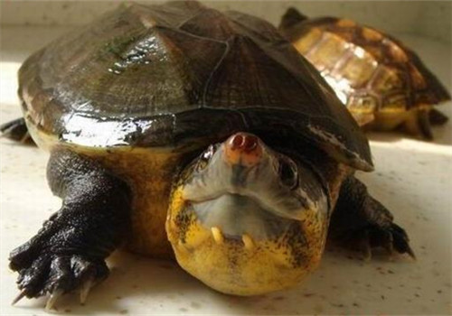 巨头麝香龟是深水龟吗