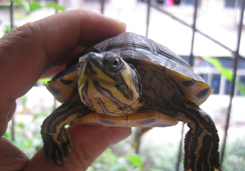 黄肚红耳龟可以深水养吗