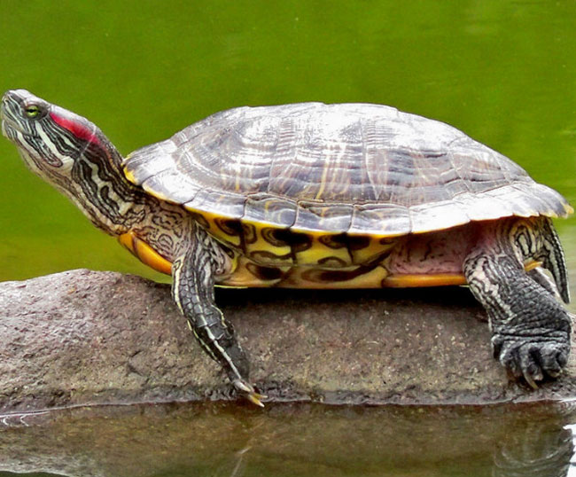 黄肚红耳龟寿命 黄肚红耳龟的寿命是多少