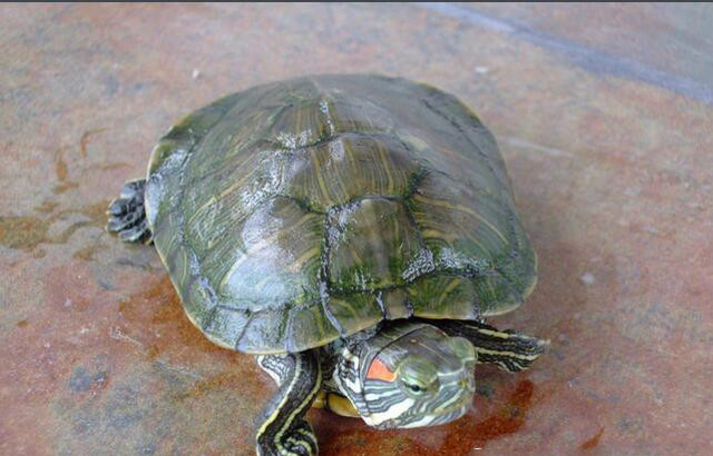 黄肚红耳龟是水龟吗