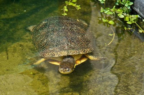 欧洲泽龟饲养方法 欧洲泽龟如何饲养