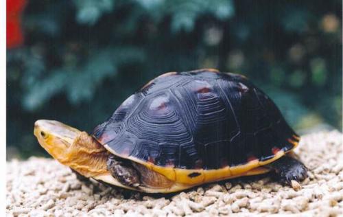 黄缘闭壳龟寿命有多长 黄缘闭壳龟的寿命