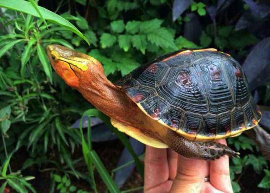 黄缘闭壳龟能活多久 黄缘闭壳龟活多久