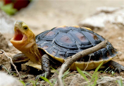 黄缘闭壳龟可以深水养吗