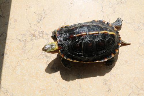 黄缘闭壳龟保护级别 黄缘闭壳龟是几级保护动物