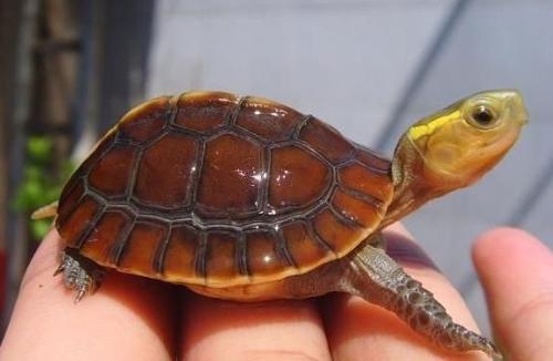 黄缘闭壳龟多久能闭壳