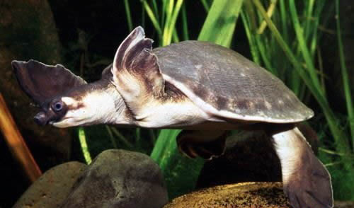 猪鼻龟混养什么鱼 猪鼻龟能和什么鱼混养