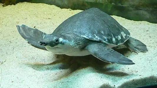 猪鼻龟能和魟鱼混养吗